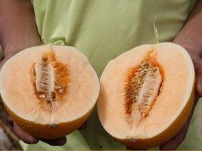 超级吃瓜全部,揭秘娱乐圈幕后风云