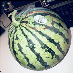 网红吃瓜社区,揭秘娱乐圈幕后真相，带你领略网络红人的真实生活