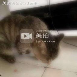 喵喵吃瓜屋,揭秘娱乐圈那些不为人知的幕后故事